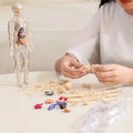 🏆Flash Sale⚡Human Body Model for Kids - STEM Anatomy Toy with Removable Organs