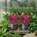 2Pcs Artificial Boston Fern & Dragon's Blood Tree Plants | Vibrant Pink Purple Faux Plants for Garden Patio Balcony Decor 🌼