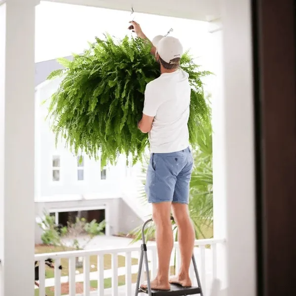 🌿 Glowing 88-Branch Boston Ferns with Lights – 48" long • 30" wide Zero Watering, Zero Maintenance