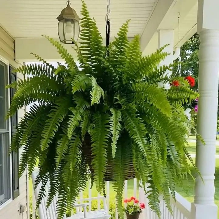🌿 Glowing 88-Branch Boston Ferns with Lights – 48" long • 30" wide Zero Watering, Zero Maintenance