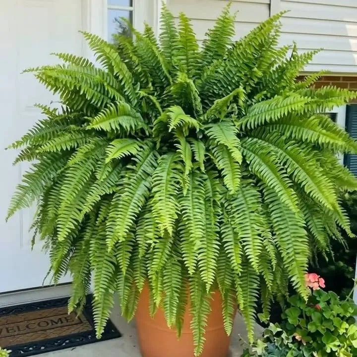 Glowing 88-Branch Boston Ferns with Lights – 48" long • 30" wide Zero Watering, Zero Maintenance