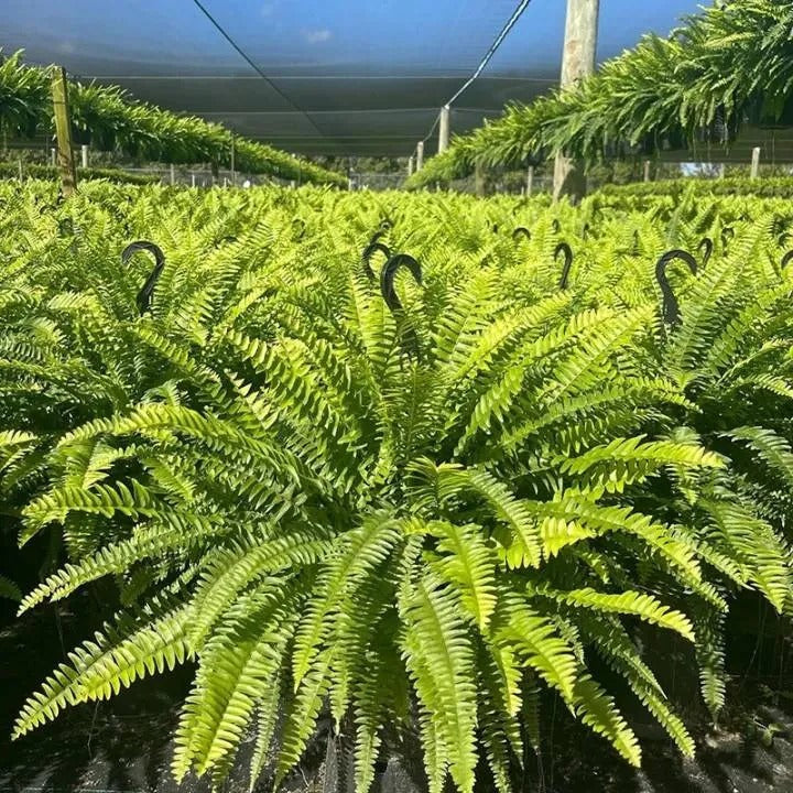🌿 Glowing 88-Branch Boston Ferns with Lights – 48" long • 30" wide Zero Watering, Zero Maintenance